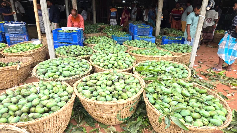বাগানে পচছে আম, খরচ তুলতেই হিমশিম চাষি